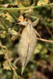 Cicer songaricum