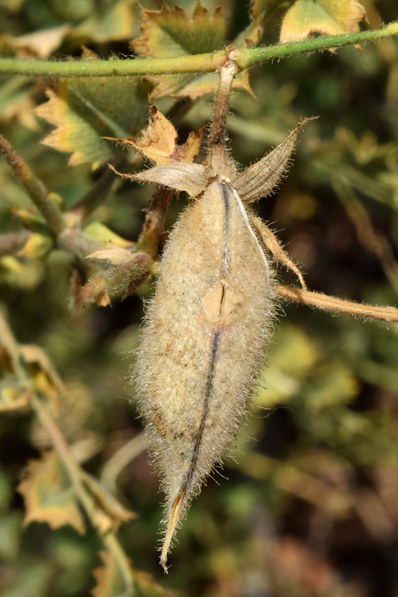 Image of Cicer songaricum specimen.