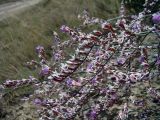 Limonium narynense