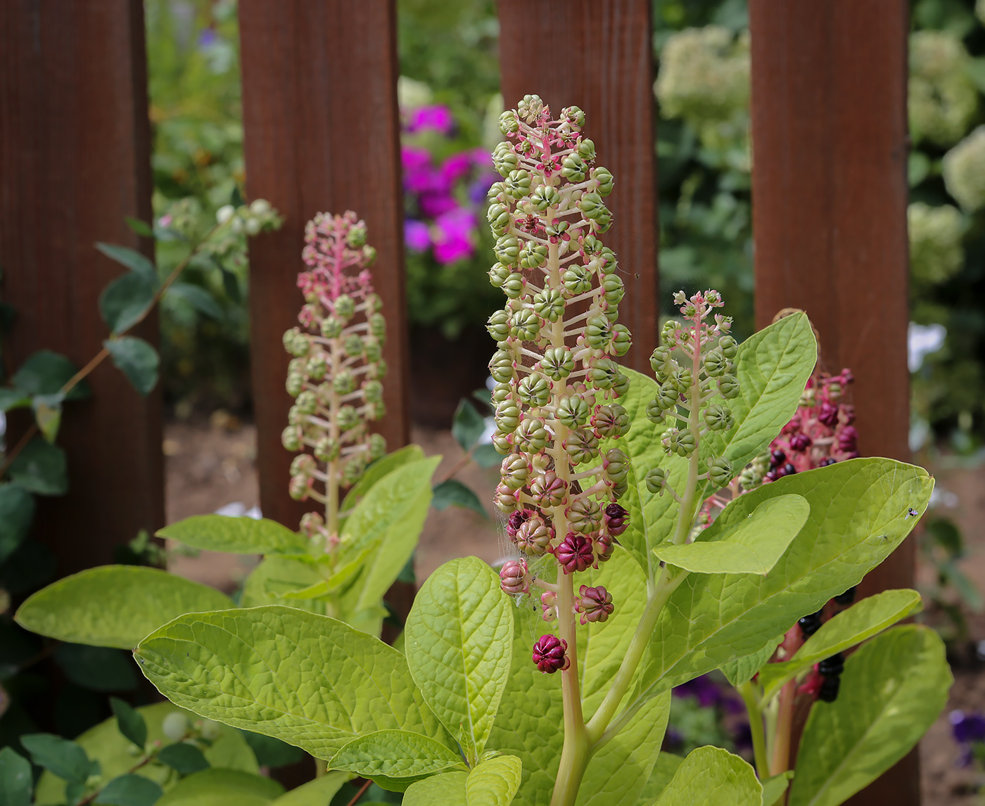 Изображение особи Phytolacca acinosa.