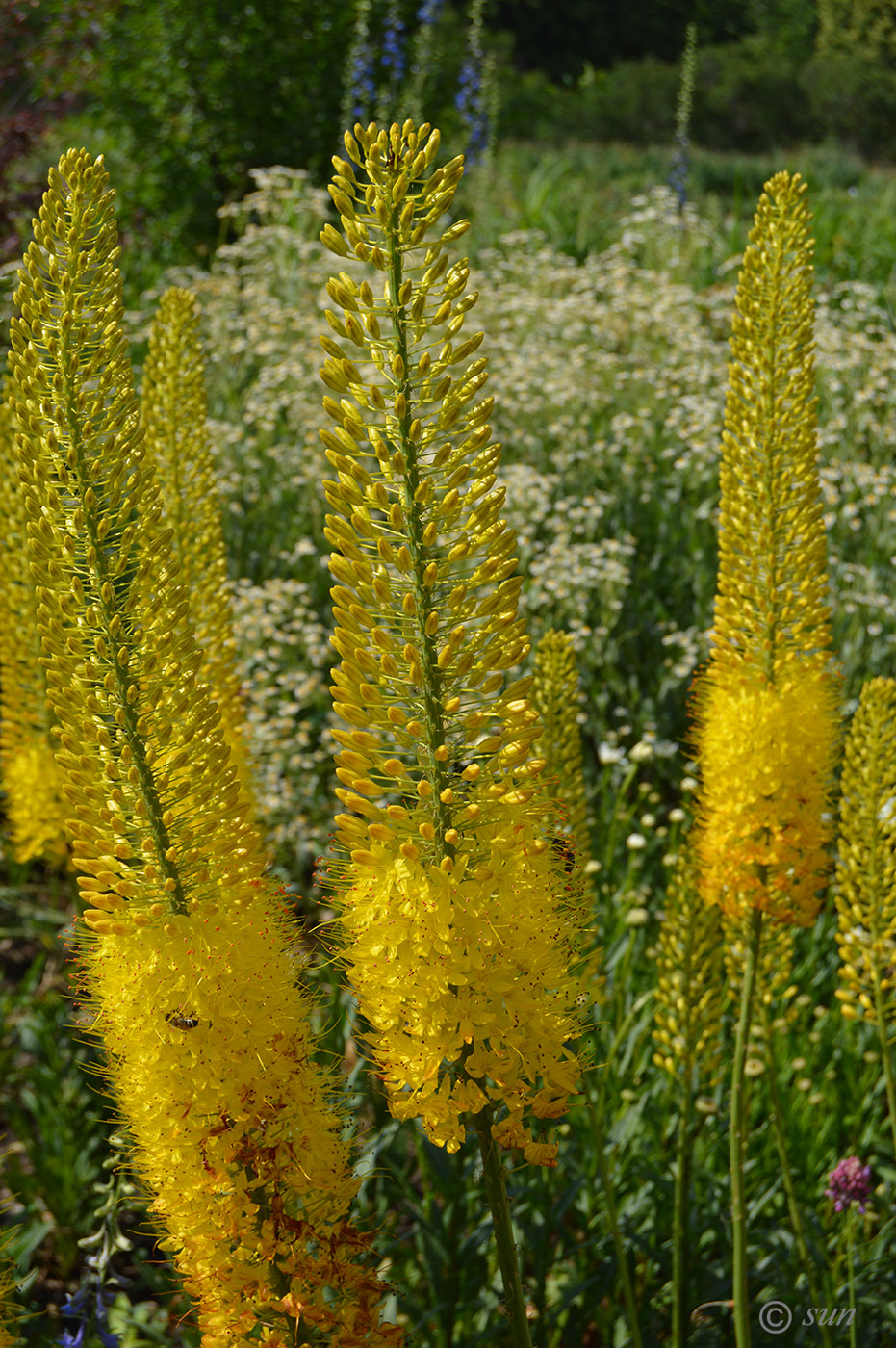 Image of Eremurus stenophyllus specimen.