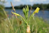 Oenothera biennis. Верхушка соцветия с бутонами, распускающимся цветком и завязями. Псковская обл., Псковский р-н, окр. погоста Выбуты, борт дол. р. Великая, бровка известнякового склона, сухой луг. 02.08.2025.