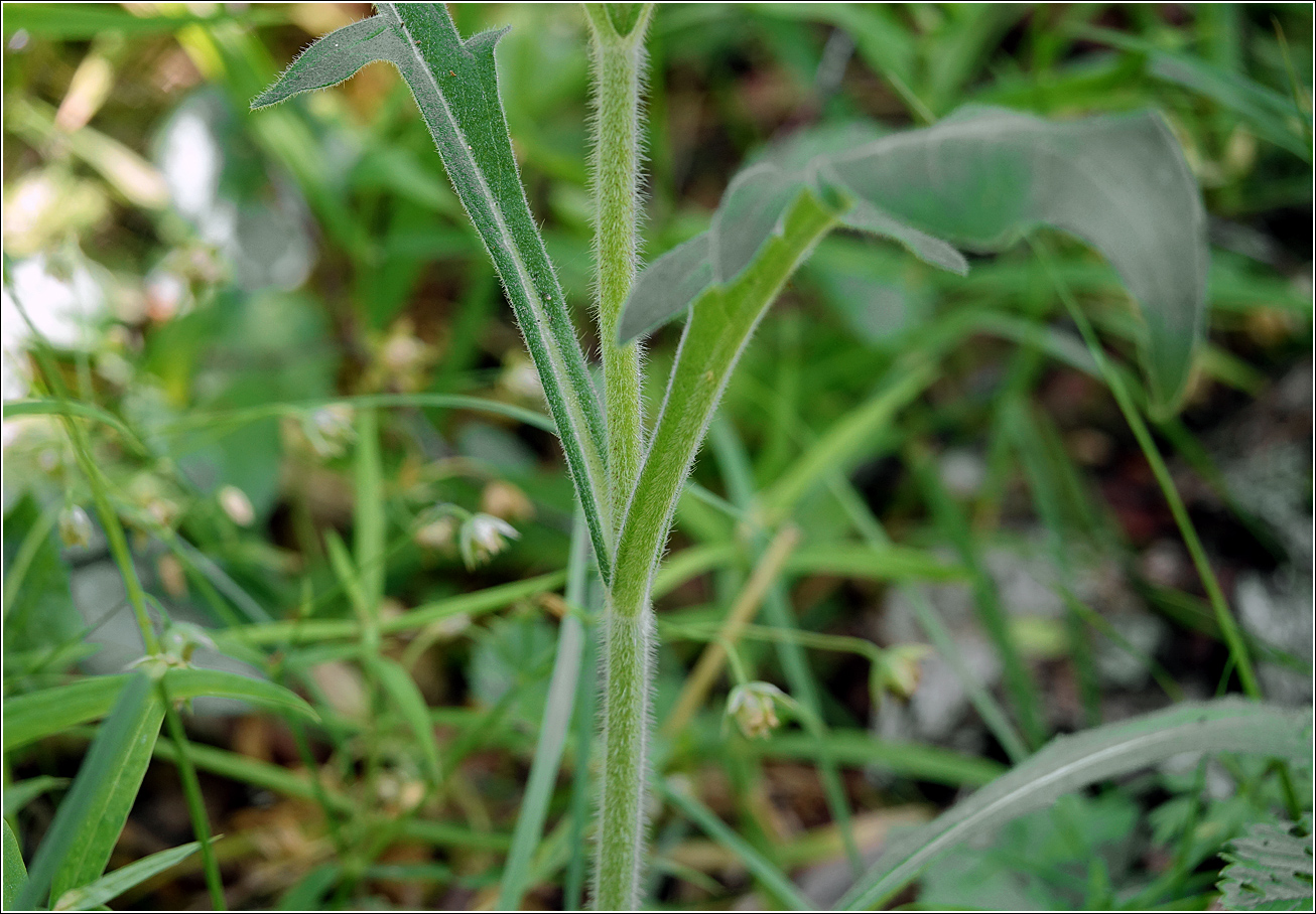 Изображение особи Knautia arvensis.
