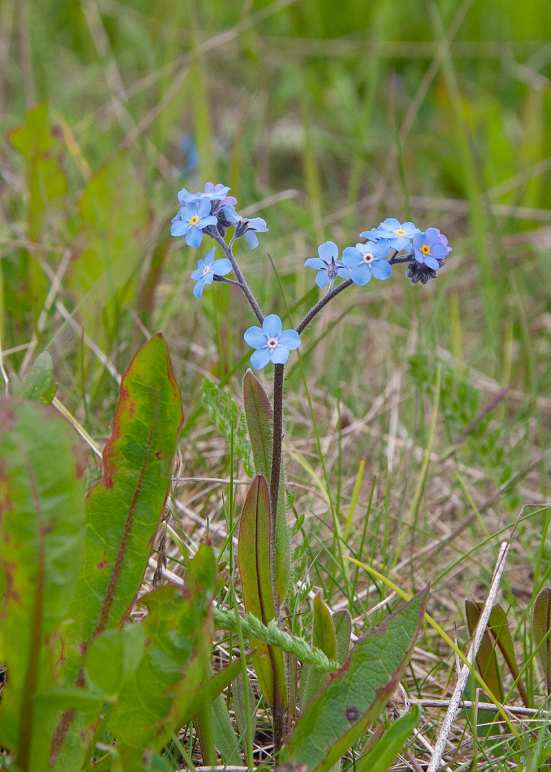 Изображение особи Myosotis asiatica.