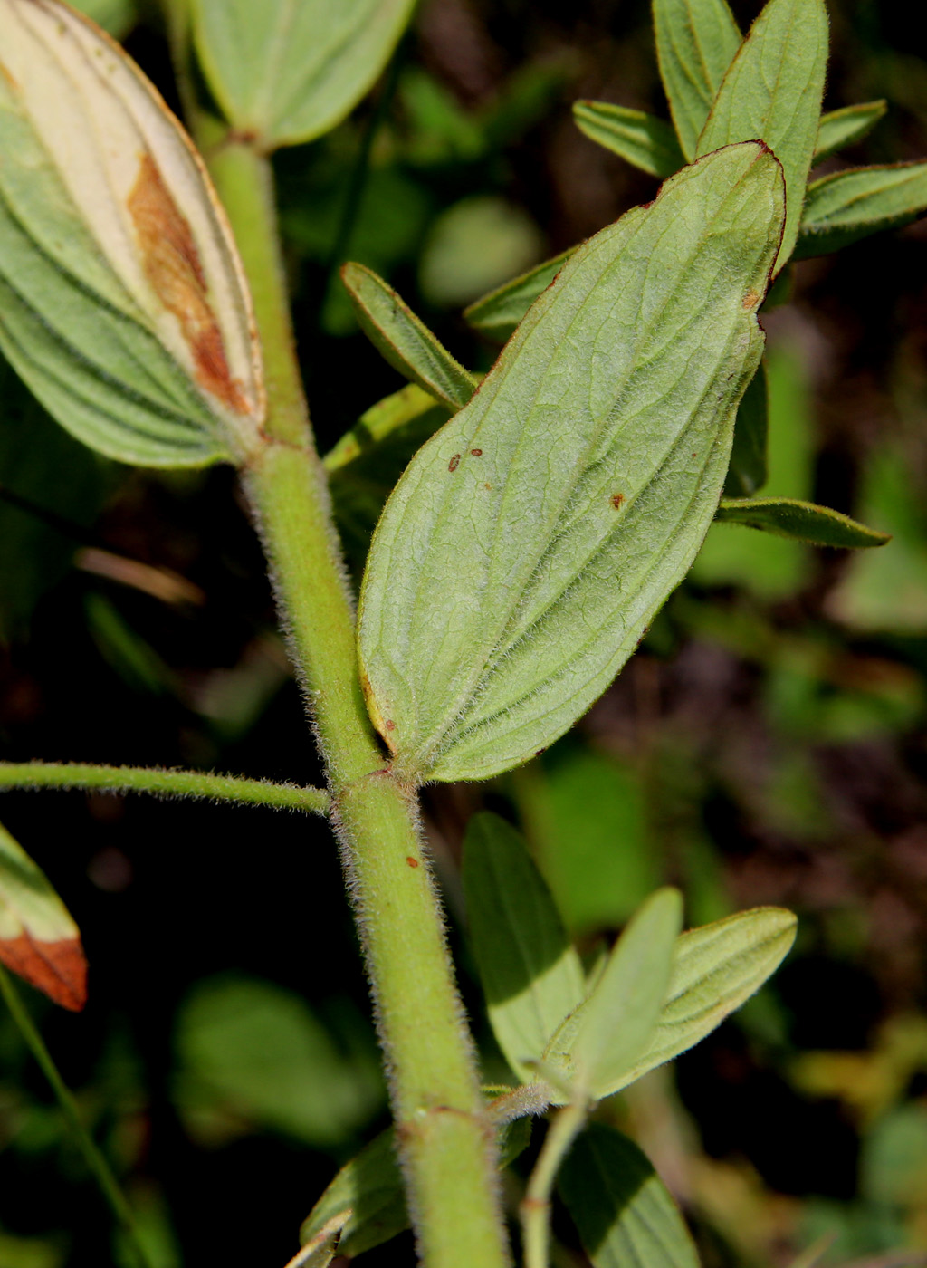 Image of Hypericum hirsutum specimen.