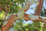 Arbutus andrachne. Фрагменты ветвей с отслаивающейся корой. Южный берег Крыма, Никитский ботанический сад, 22 июня 2016 г.