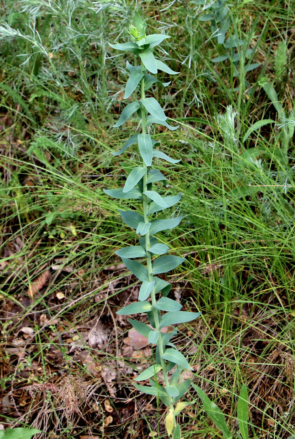 Image of Linaria genistifolia specimen.