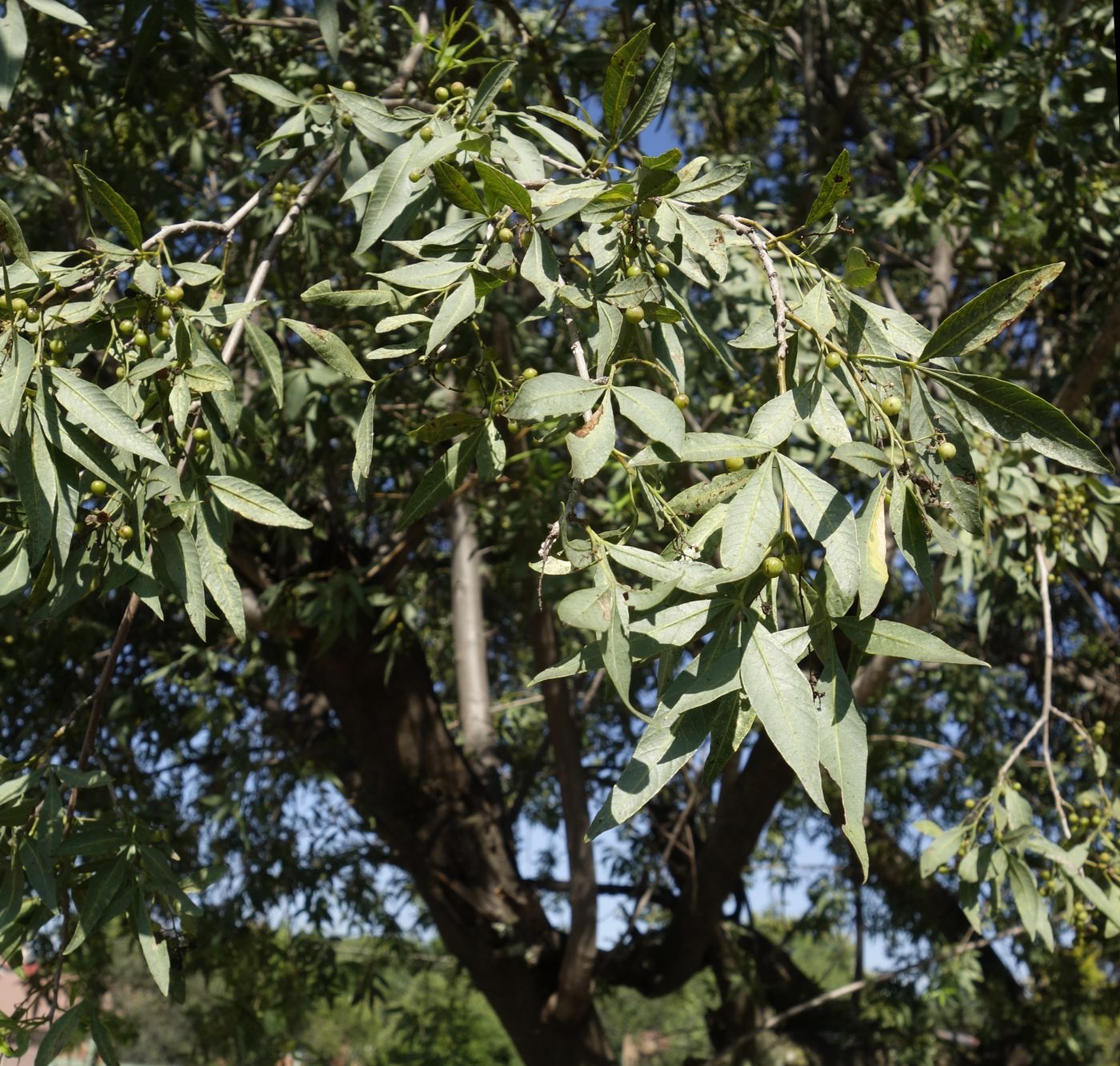 Изображение особи Searsia lancea.