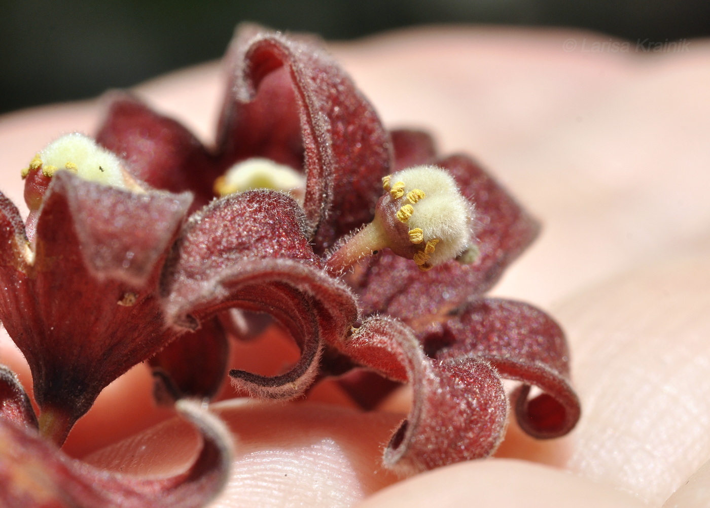 Изображение особи Sterculia foetida.