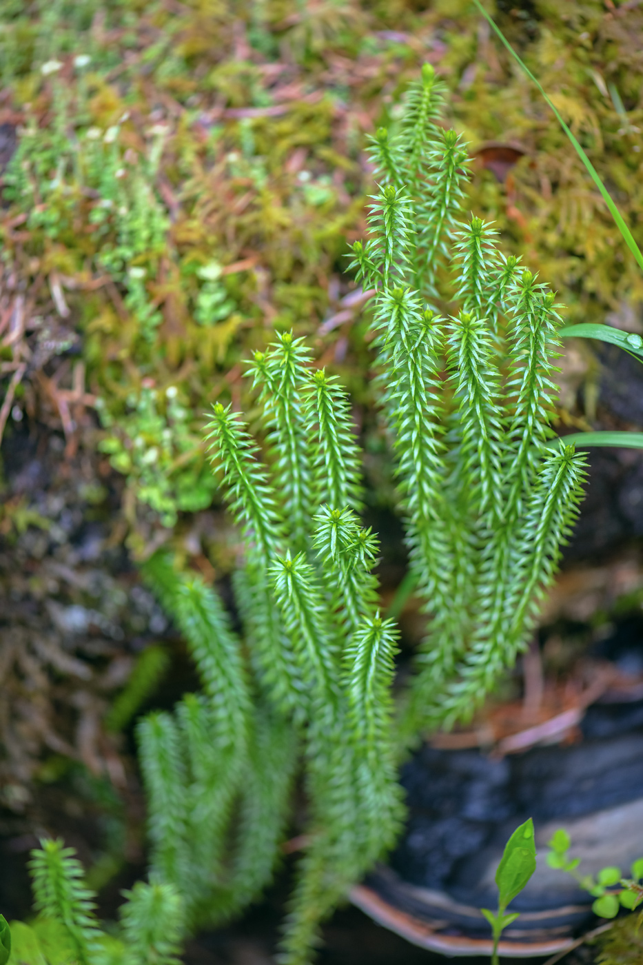Изображение особи Huperzia serrata.