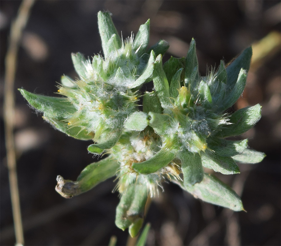 Image of Filago pyramidata specimen.