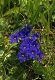 Gentiana dshimilensis