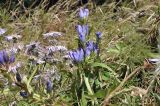 Gentiana scabra