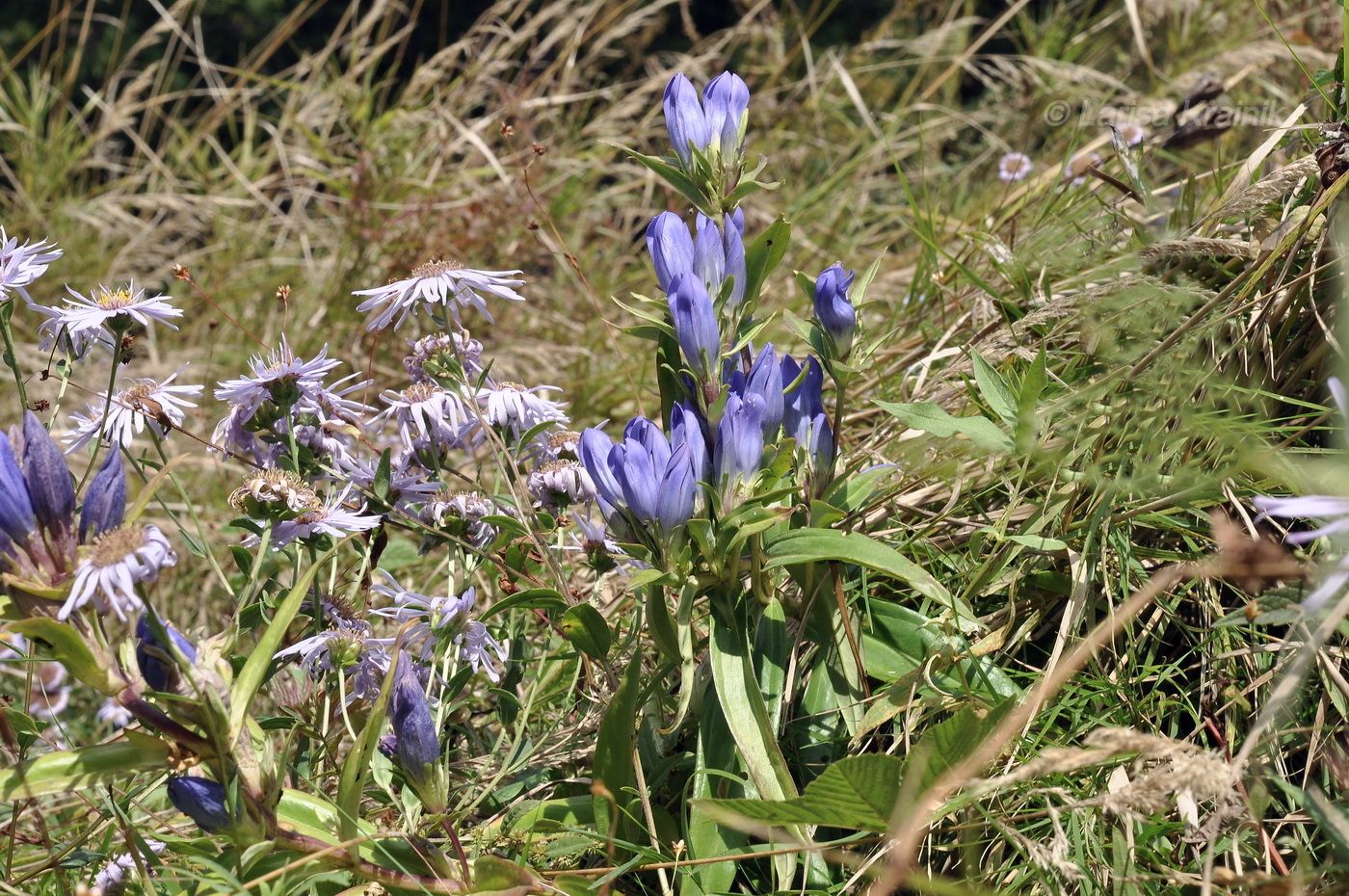 Изображение особи Gentiana scabra.