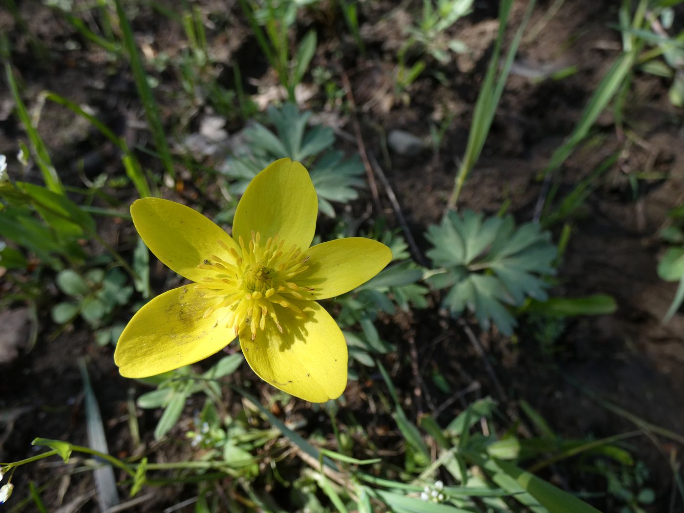 Image of Anemone petiolulosa specimen.