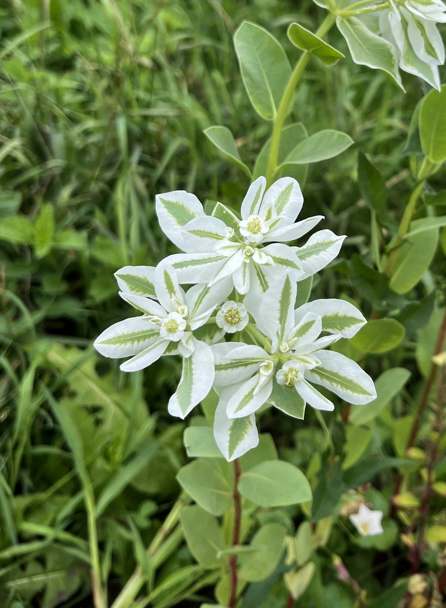 Изображение особи Euphorbia marginata.