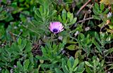 Osteospermum fruticosum
