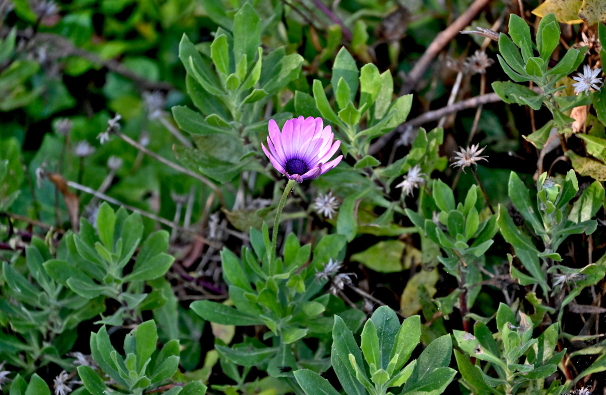 Image of Osteospermum fruticosum specimen.