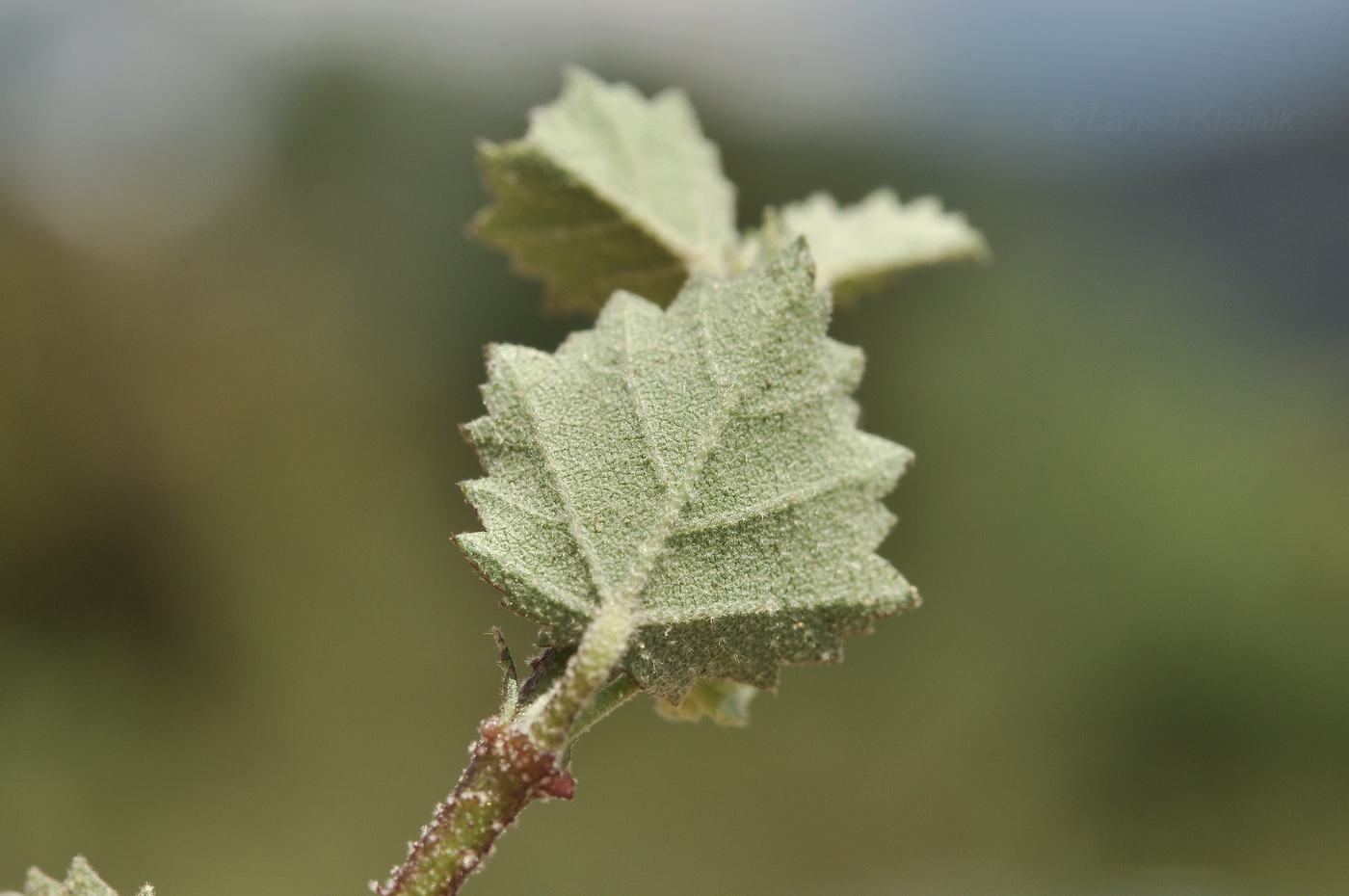 Image of familia Malvaceae specimen.