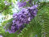 Jacaranda mimosifolia. Соцветие. Турецкая Республика, пров. Анталья, г. Кемер (Türkiye Cumhuriyeti, il Antalya, Kemer); в озеленении города и отелей. 03.06.2009.