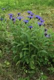 Centaurea montana. Цветущие растения. Ленинградская обл., Ломоносовский р-н, пос. Дубки, дачный участок, в культуре. 06.06.2026.