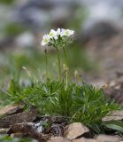 Anemonastrum sibiricum