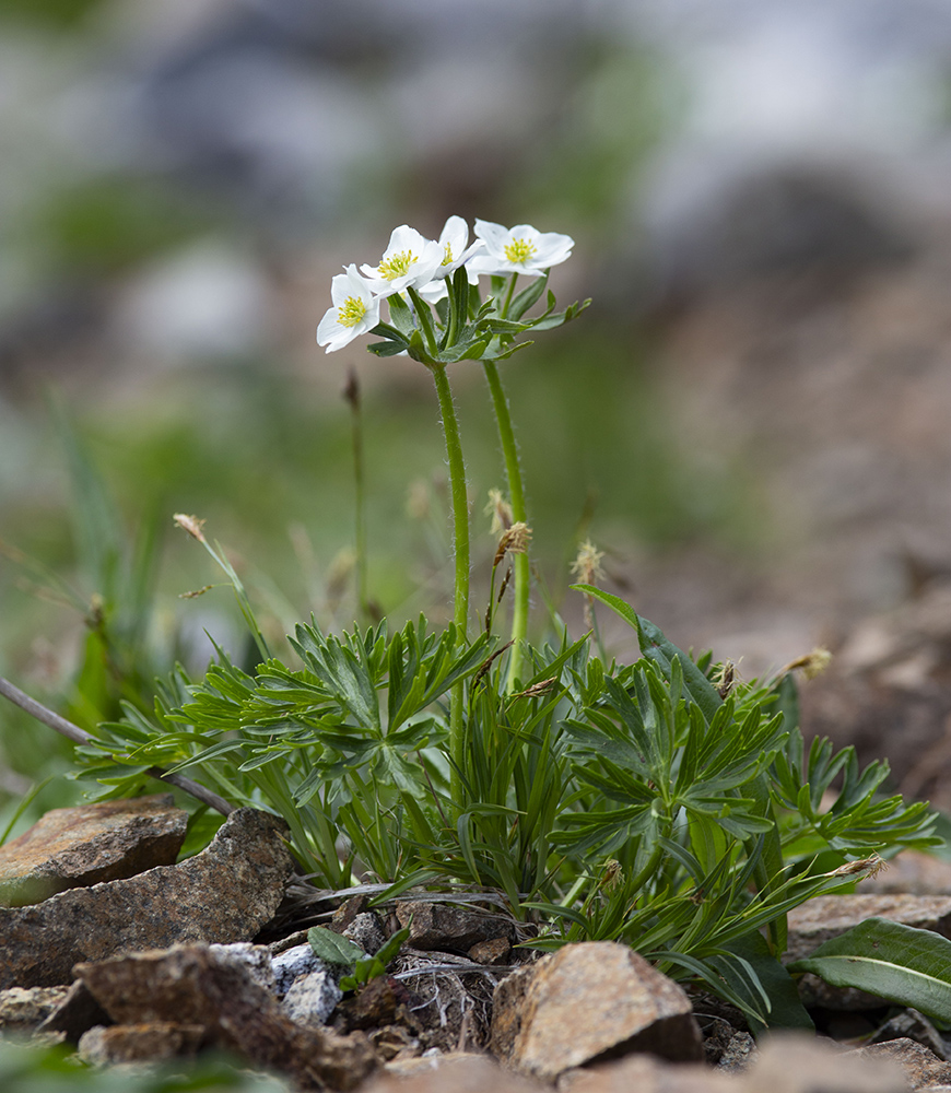 Изображение особи Anemonastrum sibiricum.