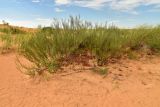 Calligonum aphyllum. Отплодоносившее растение с осыпавшимися плодами и ветвями, заплетёнными Cynanchum acutum. Астраханская обл., Наримановский р-н, окр. с. Николаевка, опустыненная степь, бархан Большой Брат. 06.07.2026.