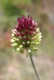 Allium sphaerocephalon