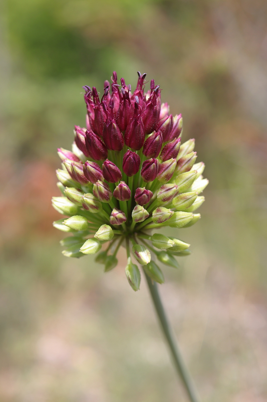 Изображение особи Allium sphaerocephalon.
