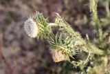 Carduus nutans