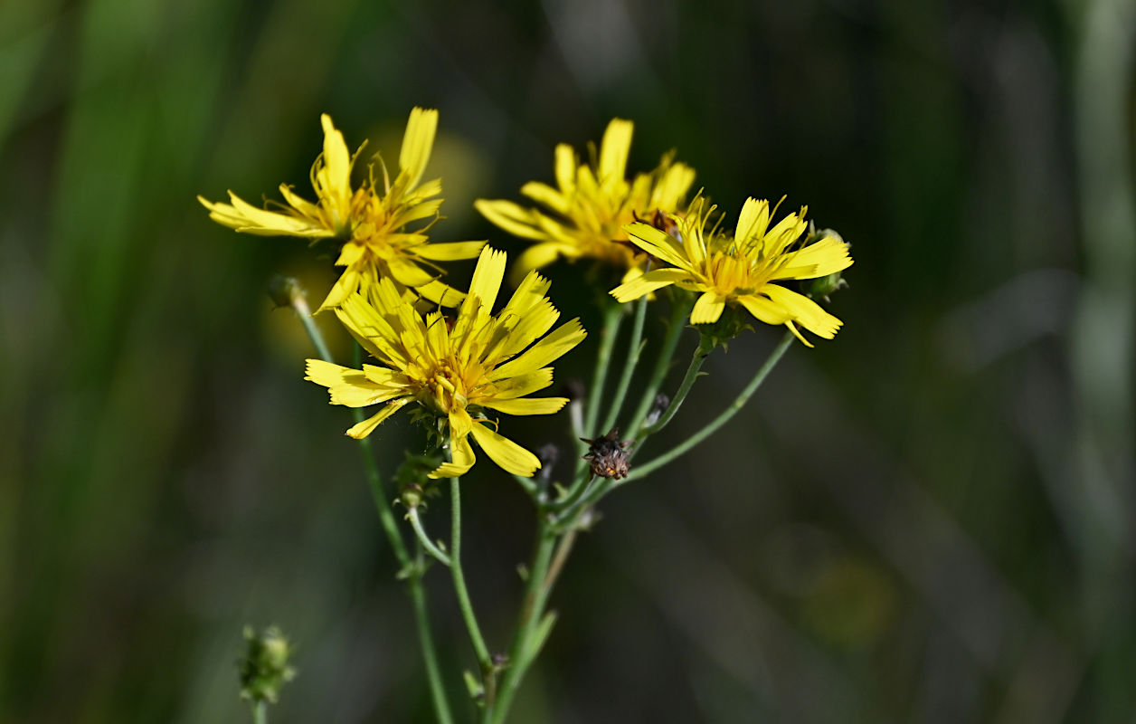 Изображение особи Hieracium umbellatum.