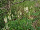 Astragalus uliginosus. Верхушка цветущего растения. Хабаровский край, г. Комсомольск-на-Амуре, берег р. Амур (Совхозная протока). 18.06.2026.