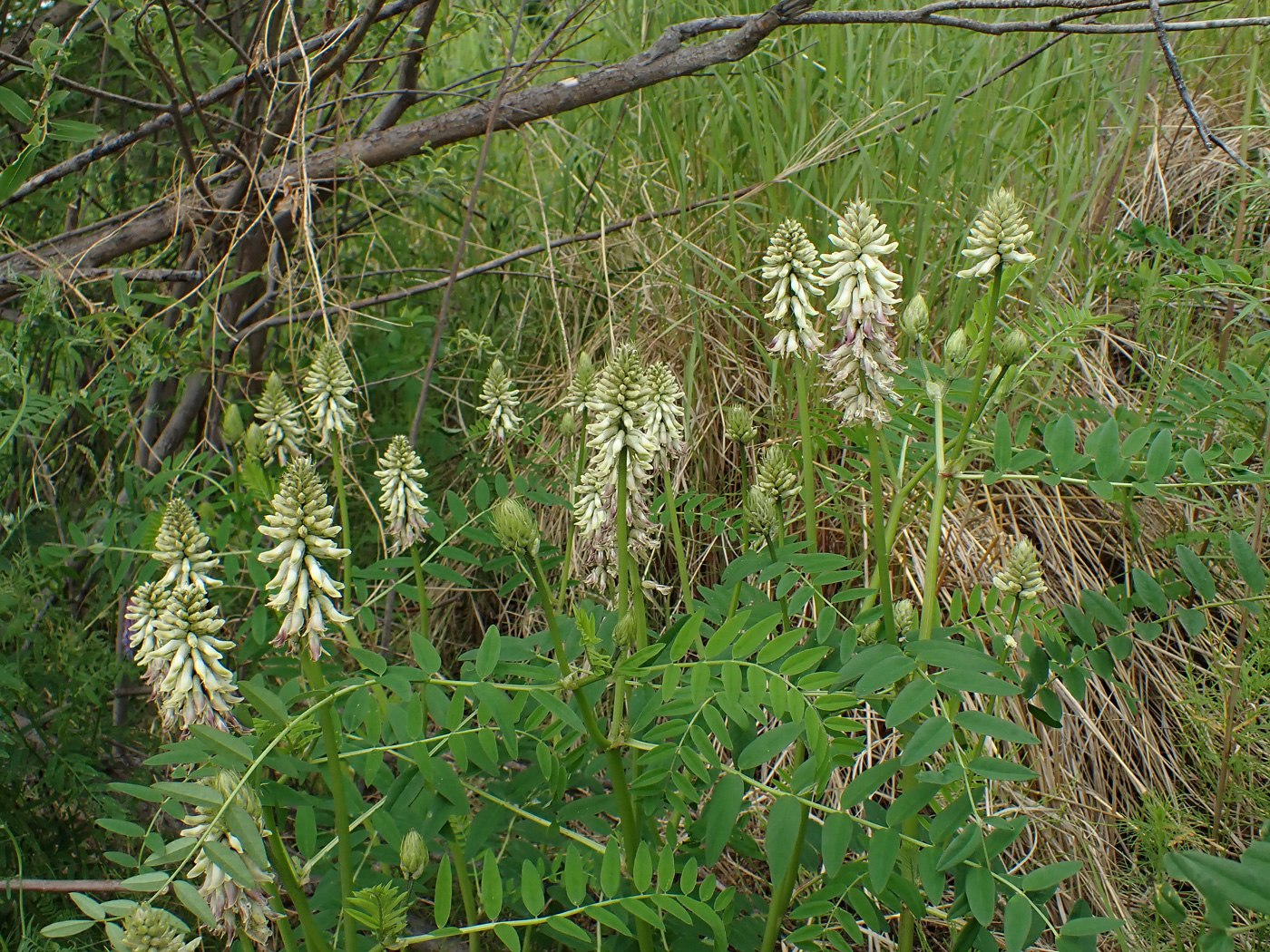Image of Astragalus uliginosus specimen.