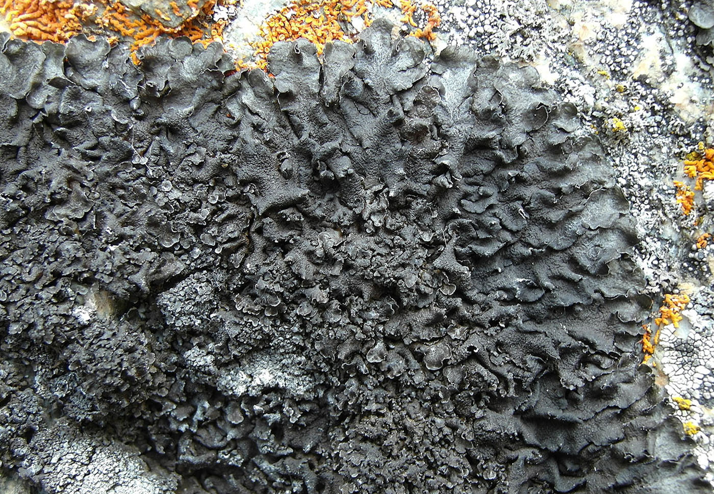 Изображение особи Collema flaccidum.