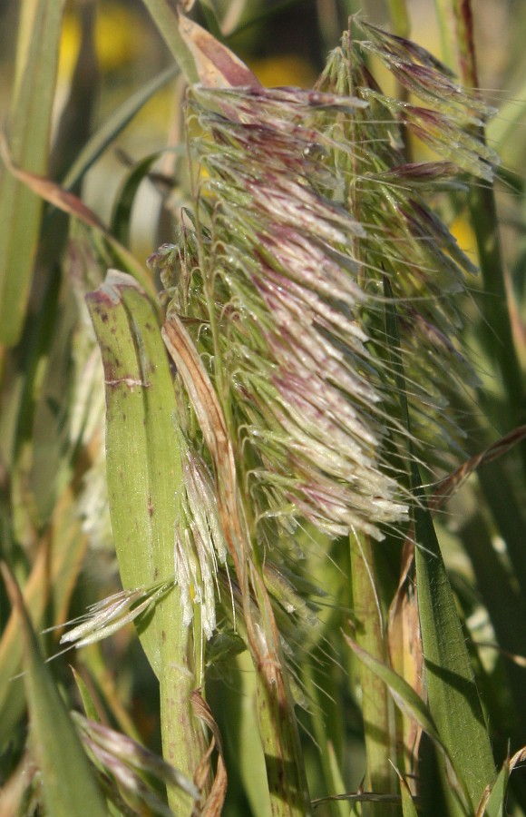 Image of Lamarckia aurea specimen.