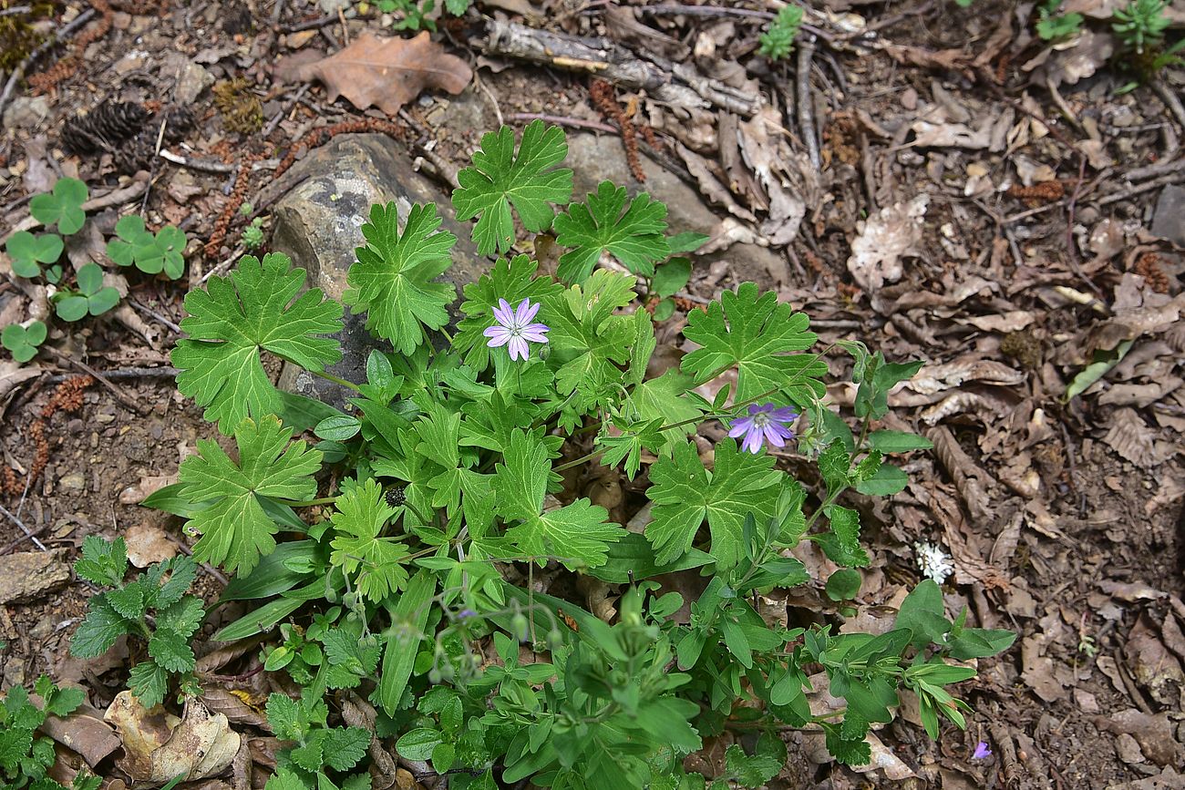 Изображение особи род Geranium.