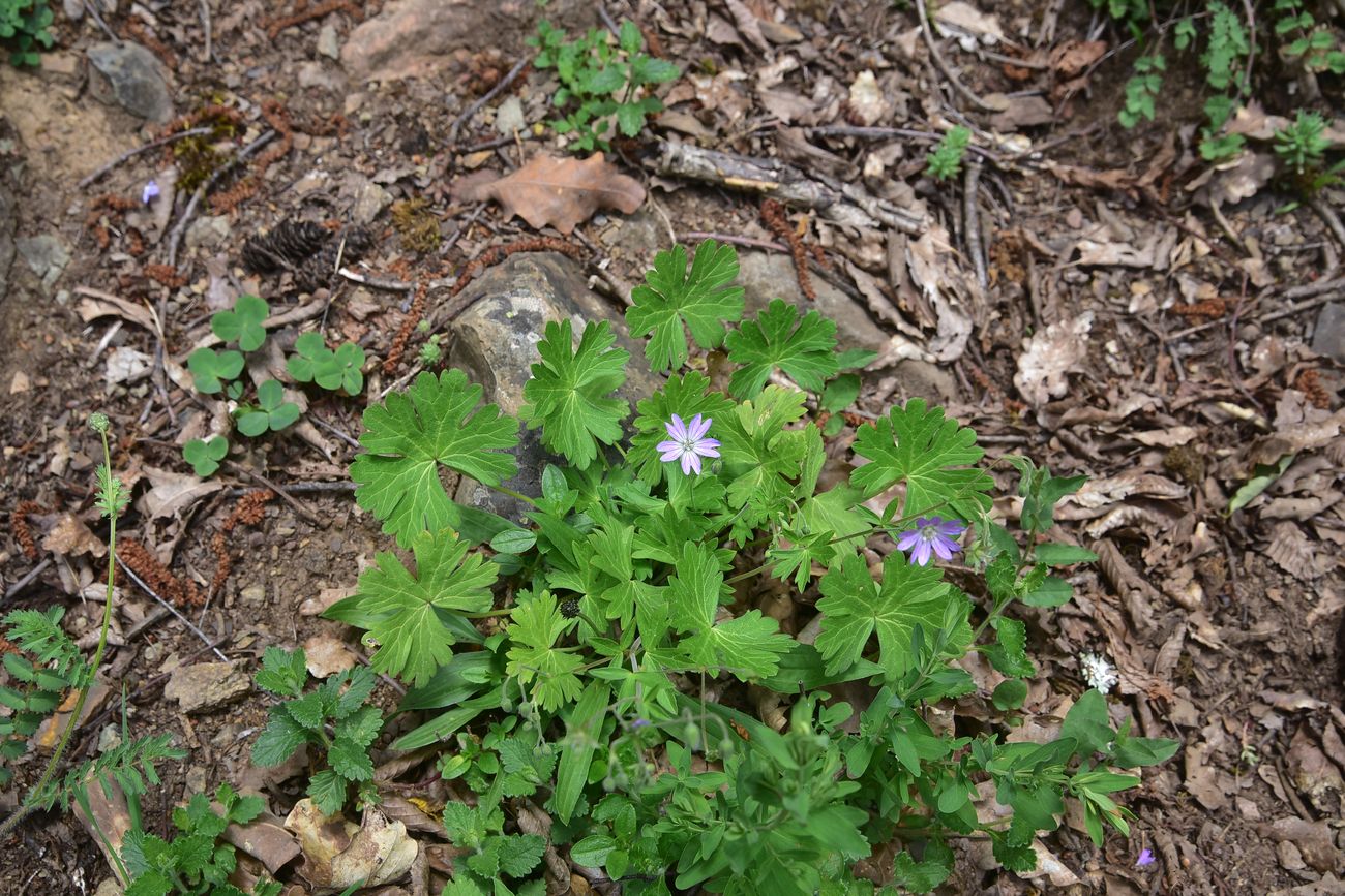 Image of genus Geranium specimen.