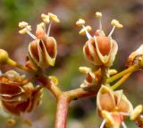 Parthenocissus inserta. Часть соцветия. Приморский край, г. Спасск-Дальний, берег р. Кулешовка, каменная отсыпка берега р. (откос), заросли. 16.09.2026.
