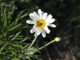 Pyrethrum kelleri. Соцветие. Казахстан, Восточно-Казахстанская обл., Маркакольский р-н, горы Дэрельбиигы, пер. Мраморный, каменистый участок. 25.05.2025.