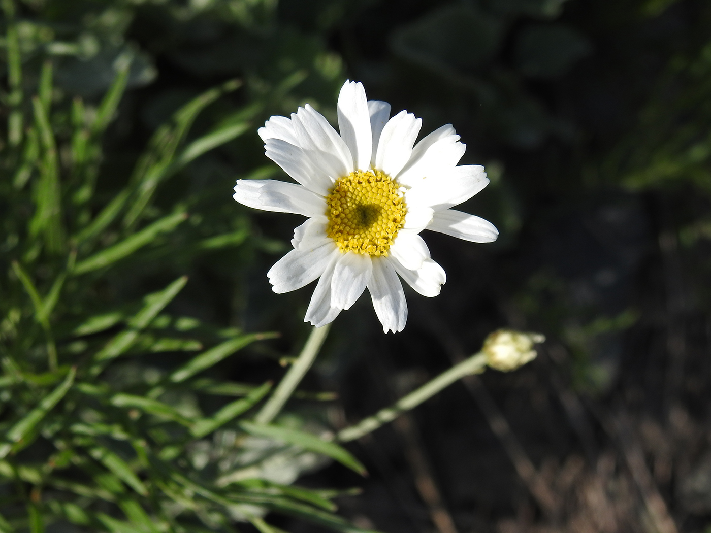 Изображение особи Pyrethrum kelleri.
