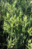 Bromus hordeaceus