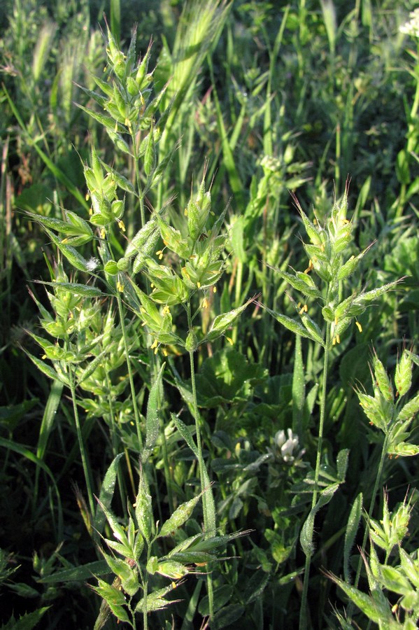 Image of Bromus hordeaceus specimen.