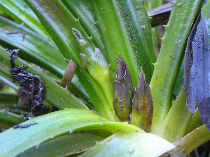 Image of Stratiotes aloides specimen.