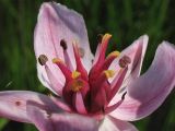 Butomus umbellatus. Цветок в женской фазе (пыльники освободились от пыльцы, раскрывается воспринимающая пыльцу рыльцевая поверхность плодолистиков). Нидерланды, провинция Drenthe, Peizermade, в прибрежной зоне мелиоративного канала. 8 июня 2008 г.