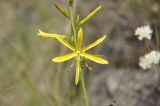 Asphodeline liburnica