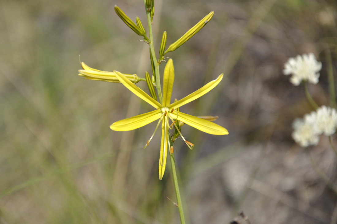 Изображение особи Asphodeline liburnica.