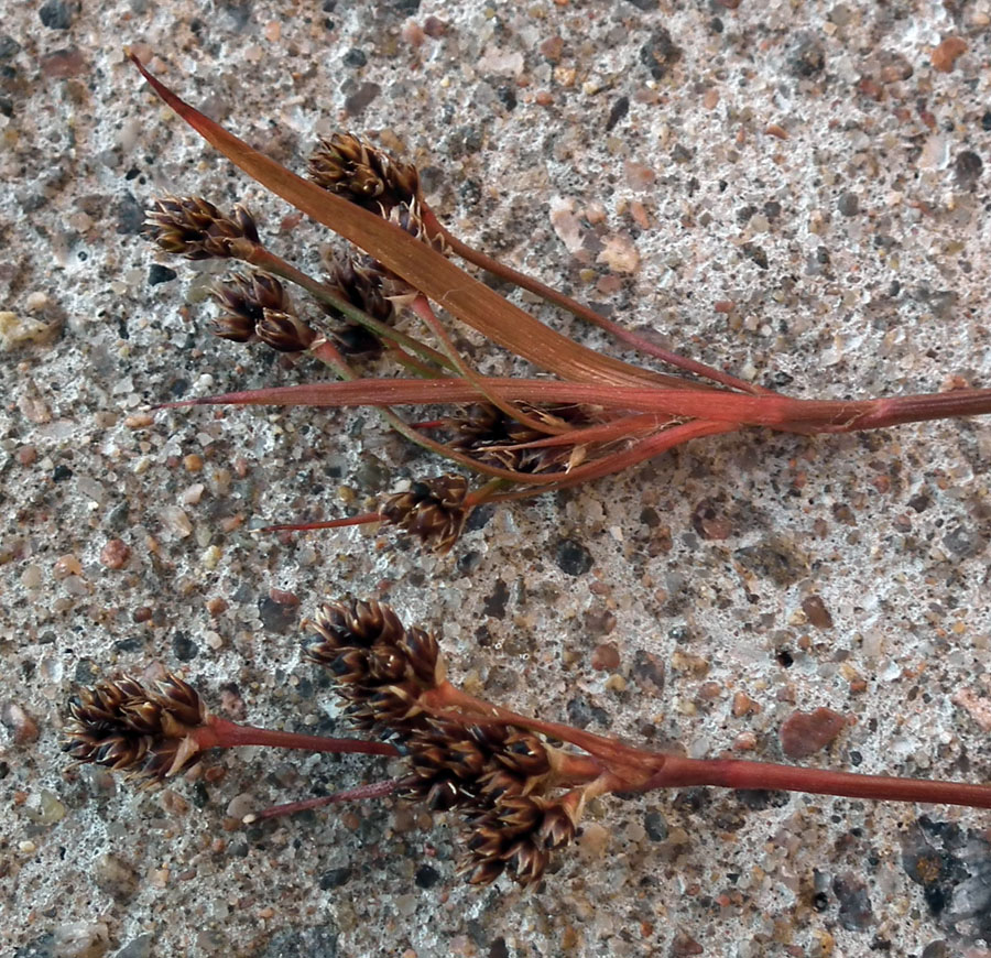 Image of Luzula multiflora ssp. frigida specimen.