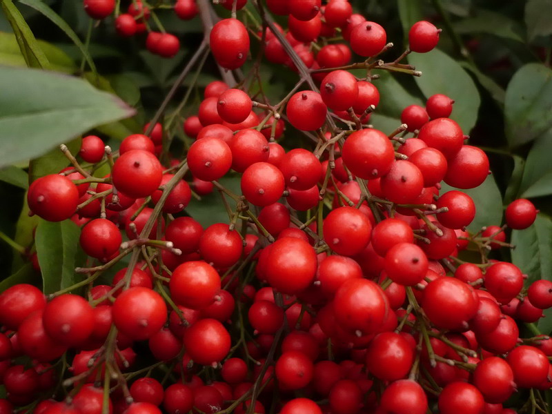 Image of Nandina domestica specimen.