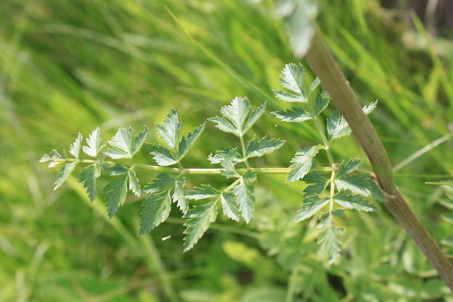Image of Seseli libanotis specimen.